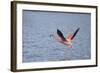 American Flamingo-DLILLC-Framed Photographic Print