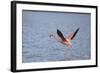 American Flamingo-DLILLC-Framed Photographic Print