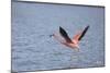 American Flamingo-DLILLC-Mounted Photographic Print