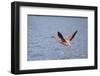 American Flamingo-DLILLC-Framed Photographic Print