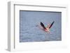 American Flamingo-DLILLC-Framed Photographic Print