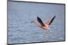 American Flamingo-DLILLC-Mounted Photographic Print