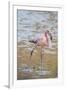 American Flamingo-DLILLC-Framed Photographic Print