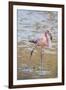 American Flamingo-DLILLC-Framed Photographic Print