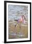 American Flamingo-DLILLC-Framed Photographic Print