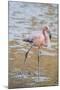 American Flamingo-DLILLC-Mounted Photographic Print