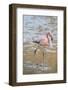 American Flamingo-DLILLC-Framed Photographic Print