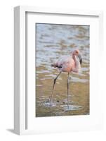 American Flamingo-DLILLC-Framed Photographic Print