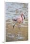 American Flamingo-DLILLC-Framed Photographic Print