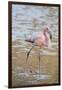 American Flamingo-DLILLC-Framed Photographic Print