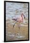 American Flamingo-DLILLC-Framed Photographic Print