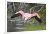 American Flamingo-DLILLC-Framed Photographic Print