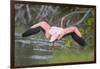 American Flamingo-DLILLC-Framed Photographic Print