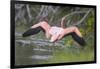 American Flamingo-DLILLC-Framed Photographic Print