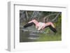 American Flamingo-DLILLC-Framed Photographic Print