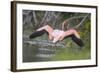 American Flamingo-DLILLC-Framed Photographic Print