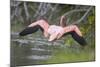 American Flamingo-DLILLC-Mounted Photographic Print