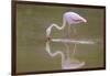 American Flamingo-DLILLC-Framed Photographic Print