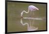 American Flamingo-DLILLC-Framed Photographic Print