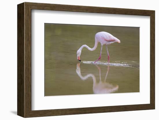 American Flamingo-DLILLC-Framed Photographic Print