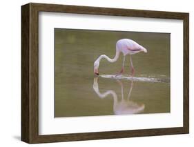 American Flamingo-DLILLC-Framed Photographic Print