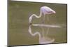 American Flamingo-DLILLC-Mounted Photographic Print