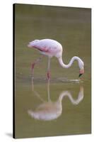 American Flamingo-DLILLC-Stretched Canvas