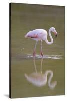 American Flamingo-DLILLC-Stretched Canvas