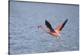 American Flamingo-DLILLC-Stretched Canvas