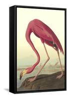 American Flamingo-John James Audubon-Framed Stretched Canvas