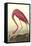 American Flamingo-John James Audubon-Framed Stretched Canvas