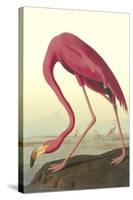 American Flamingo-John James Audubon-Stretched Canvas