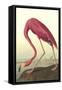 American Flamingo-John James Audubon-Framed Stretched Canvas