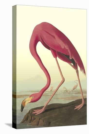 American Flamingo-John James Audubon-Stretched Canvas