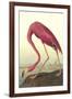 American Flamingo-John James Audubon-Framed Art Print