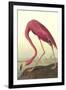 American Flamingo-John James Audubon-Framed Art Print