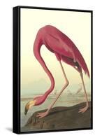 American Flamingo-John James Audubon-Framed Stretched Canvas