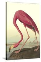 American Flamingo-John James Audubon-Stretched Canvas