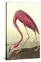 American Flamingo-John James Audubon-Stretched Canvas