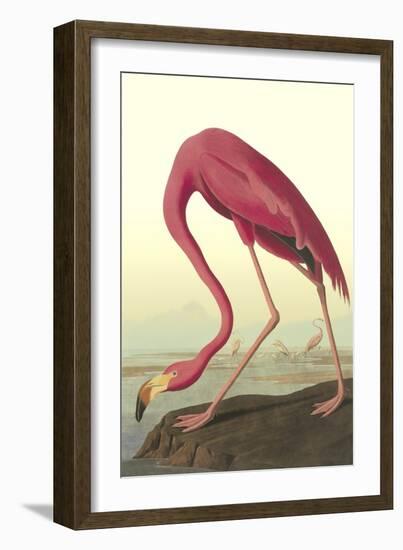 American Flamingo-John James Audubon-Framed Art Print