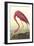 American Flamingo-John James Audubon-Framed Art Print