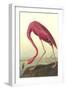 American Flamingo-John James Audubon-Framed Art Print