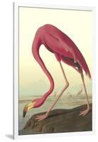 American Flamingo-John James Audubon-Framed Art Print