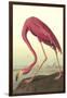 American Flamingo-John James Audubon-Framed Art Print