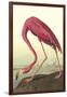 American Flamingo-John James Audubon-Framed Art Print