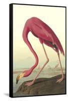 American Flamingo-John James Audubon-Framed Stretched Canvas