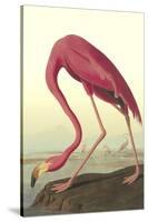 American Flamingo-John James Audubon-Stretched Canvas