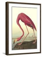 American Flamingo-John James Audubon-Framed Art Print