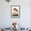 American Flamingo-John James Audubon-Framed Art Print displayed on a wall