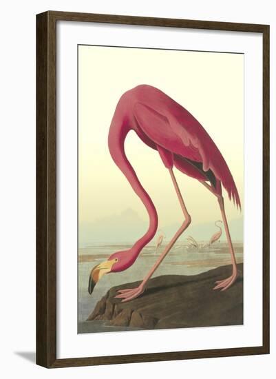 American Flamingo-John James Audubon-Framed Art Print